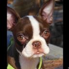 journee50:I'm hoping she'll grow into her ears!