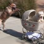 Doggylover Lotus:"Faster Faster" Fun with Pup and Jane