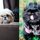 speakoslow:My Shih-Tzus, Jazzy and Cola!