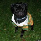 third culture kid:Henry did NOT like his new polo shirt.