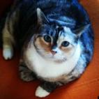 raeesam:This is will be a purrr-fect shot for my modeling portfolio!