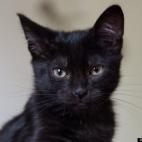 TheBlargg:Our cat family grew to three in 2012 with the addition of Kitten Mercury SmudgeChest.