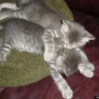 cfahooligan:Miss Chicken Von Waffles and Miss Pork-Chops Applesauce.