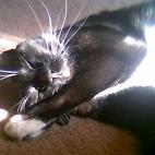 janinei:My best buddy, Niko, hanging in the sun