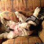 Nicole Barsalona Tonelli:Gizmo asleep in his favorite chair