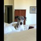 0lllll0:Why, yes. Yes I would like to go outside this morning.