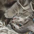 cfahooligan:Wild foosas of the paper jungle.