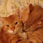 dndelyne:I rescued Baby (left) from a high-traffic area, when he was 6wks old and no mommy or siblings in sight. Now at 5+ months his big brother Milo (the Beast) loves him as much as I do.