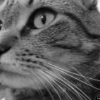 allen92909:Our crazy/cute kitty.