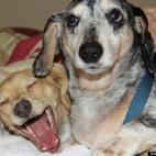 LizKentucky:Max on the left seems to be laughing at his older brother Jack!! The look on Jack's faces says -- "I am NOT impressed with the new Chiweenie in the house."