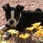 Kam Hughes:Albert loves being outdoors so he can soak up the sun.