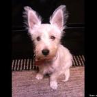 rockymtnleather:Dad SAYS I'll grow into these ears!