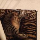 jenclco:She matches the rug!