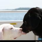 Linda Crump Bassett:Rescue dogs Morley and Huey