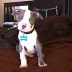 Zero08R1:Pure bred Pitbull on my big bed!!