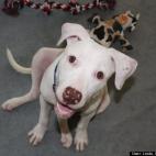 Linda Crump Bassett:Our rescue dog Huey 5 months old