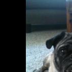 Vera L Stouten:Why yes I am the the Pug King.