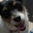 Species5618:This is Rocco. The little kids next door call him RoccoBama