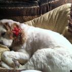 dogluvver:In my divatude!