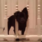 wernerkm:"I swear I didnt do it look" Nov. 2012