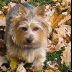 FOXYROSE:Who wouldn't love a face like this?