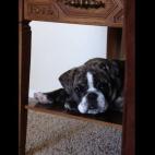 edbjustin:Laying on the table.