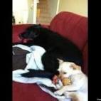 Tanya Noell:The girls laying on their toys on the couch!