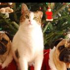 dbldogdare:Bella, Pussy Willow,and Toby.