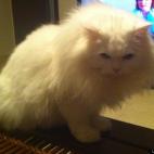 liquidmind:meet Ziggy :)