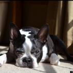 KelKarman:Rocco loves to catch some sun rays