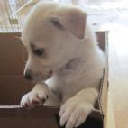 bbrecht:Trudy at 9 weeks.