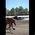 schme909:These are my Thoroughbreds Johnny and Z. Johnny is the chestnut and Z is the dark bay