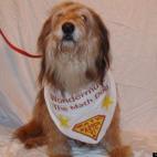 ydnas639:A dog's work is never done.