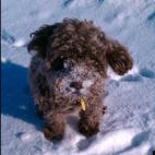 wallygirl8:I think Bear's coat is actually velcro -- everything sticks to him! He loves camping, hiking, fly fishing, sleeping, and eating.