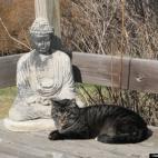 peachydeva:Yuri is our snow prince rescued from a snow blizzard... paws in prayer pose.