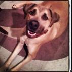 MsCpride:Rahj, is a Turkish Kangal and Boerboel mix. He weighs in at 159lbs but he thinks he only weighs 20! Hover any treat above him and you will always get his charming smile!