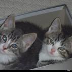 Nicole Hyland:Emma and Knightley knocked a shoe box off a shelf and climbed into it. This is how I found them when I went to get something from my closet.