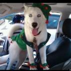 karmin rdz:Santa's reindeer will never see me coming in this outfit