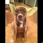 OptimusPrime:"Rosie" from New York City is Yoda for Halloween.