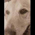 allwell:Sammy was diagnosed with bone cancer and this photo was taken on the day he left this earth, I know we will meet again.