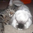 BettyLoo:Kibby and Betty Bunz in a once-in-a-lifetime snuggly pose!