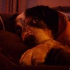 tsobusiak:This snozzy pooch is 14yr Australian Cattle Dog Mix.