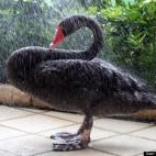 Swan Rescue:Napoleon was rescued from a Rancho Mirage, CA lake community. He is full of personality, and like traditional pets, provides many heart warming moments.