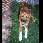 Wowie Zowie:Ready to fetch!