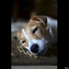 Keith Schwab:We rescued this guy about a year ago...so much fun!