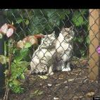 Over40:Saki and Nishi outside their home in Brookings, Oregon.