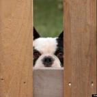 justmy2cintz:Bubba the French Bulldog keeps a very close eye on the neighbors.