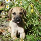 mardigras12dog:My new home.