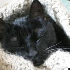 Bee Wax:that's paula, adopted from greece. she's would have preferred to take part in the "cutest riot cat" contest, but since there is none ... we faked this photo. rrrrr ...