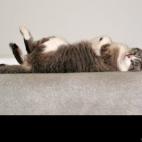 rotideqmr:No hats, no coats, no idiotic, over-the-top accoutrements. Just me -- being a cat.